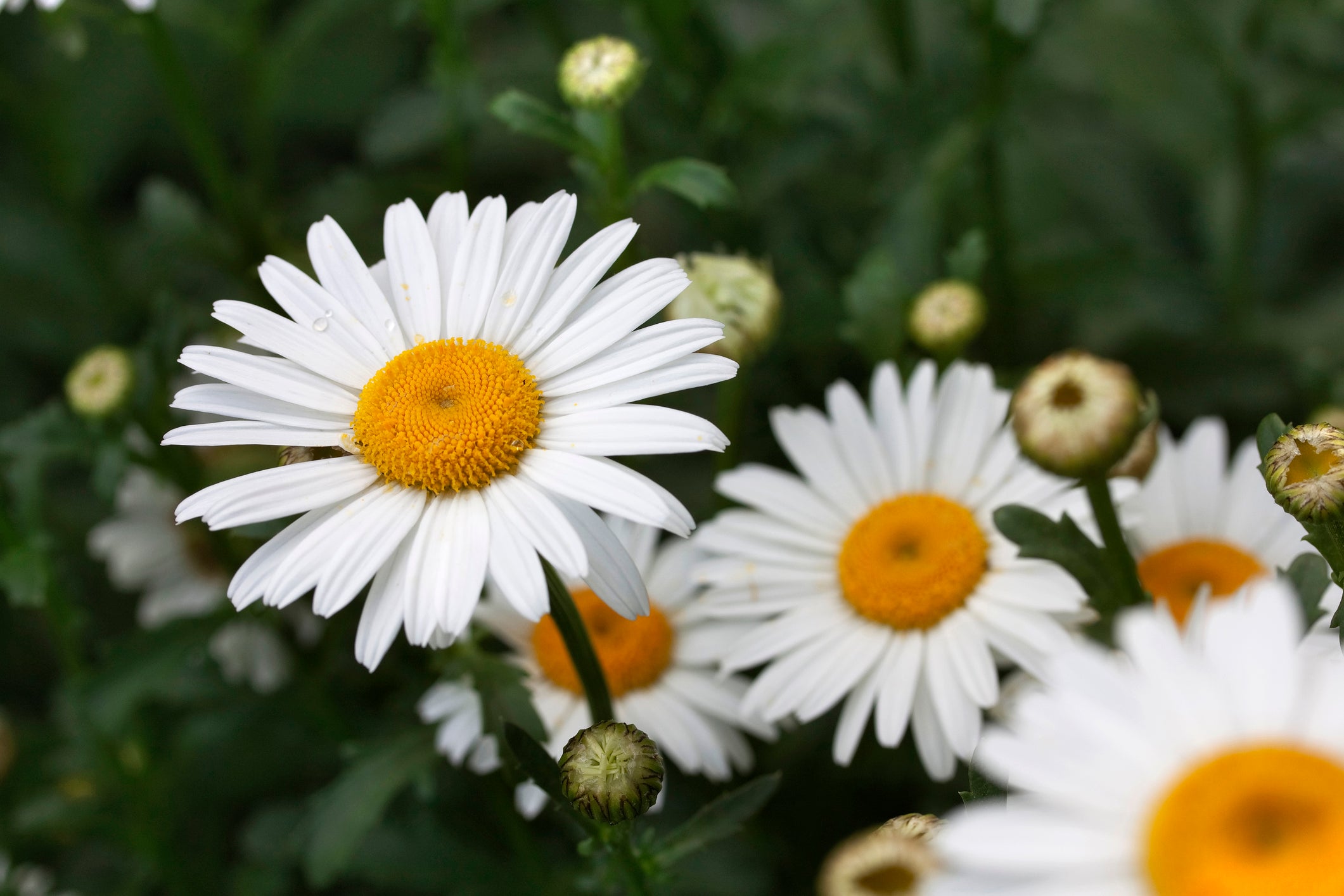 Perennials