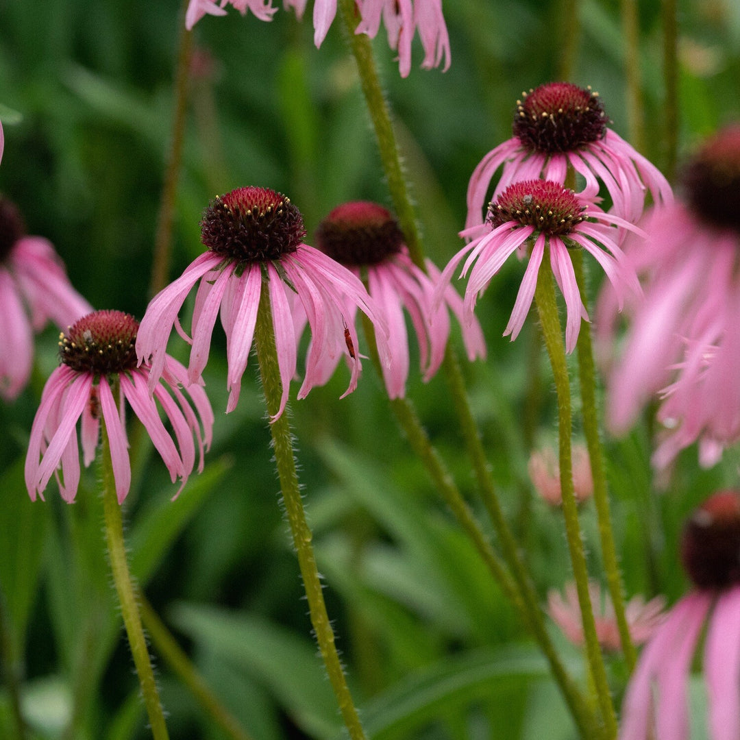 Echinacea pallida