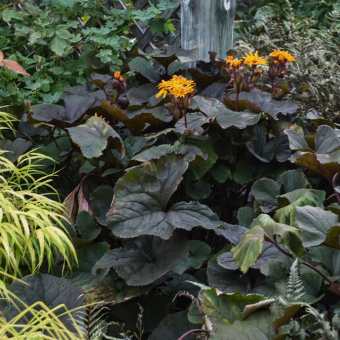 Ligularia 'Britt Marie Crawford'