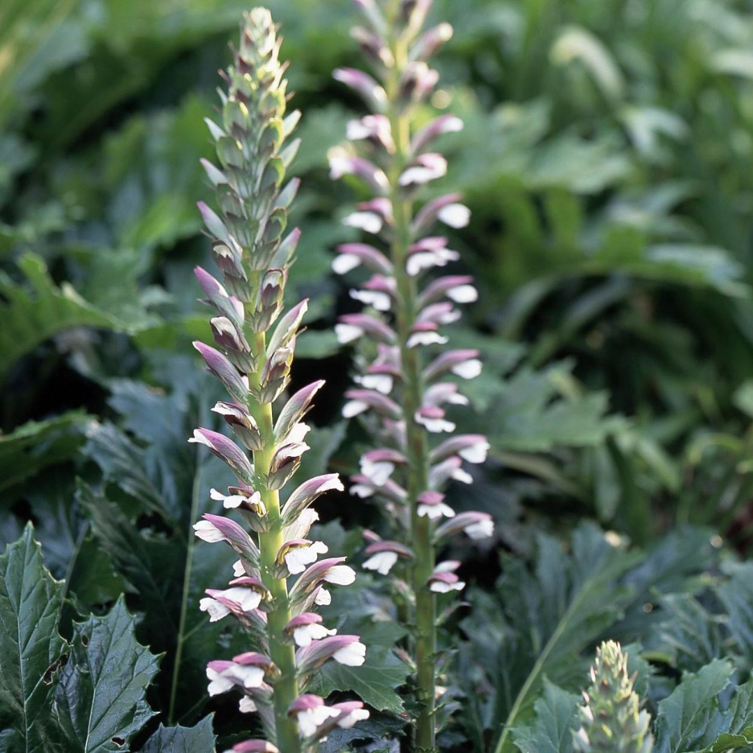 Acanthus mollis