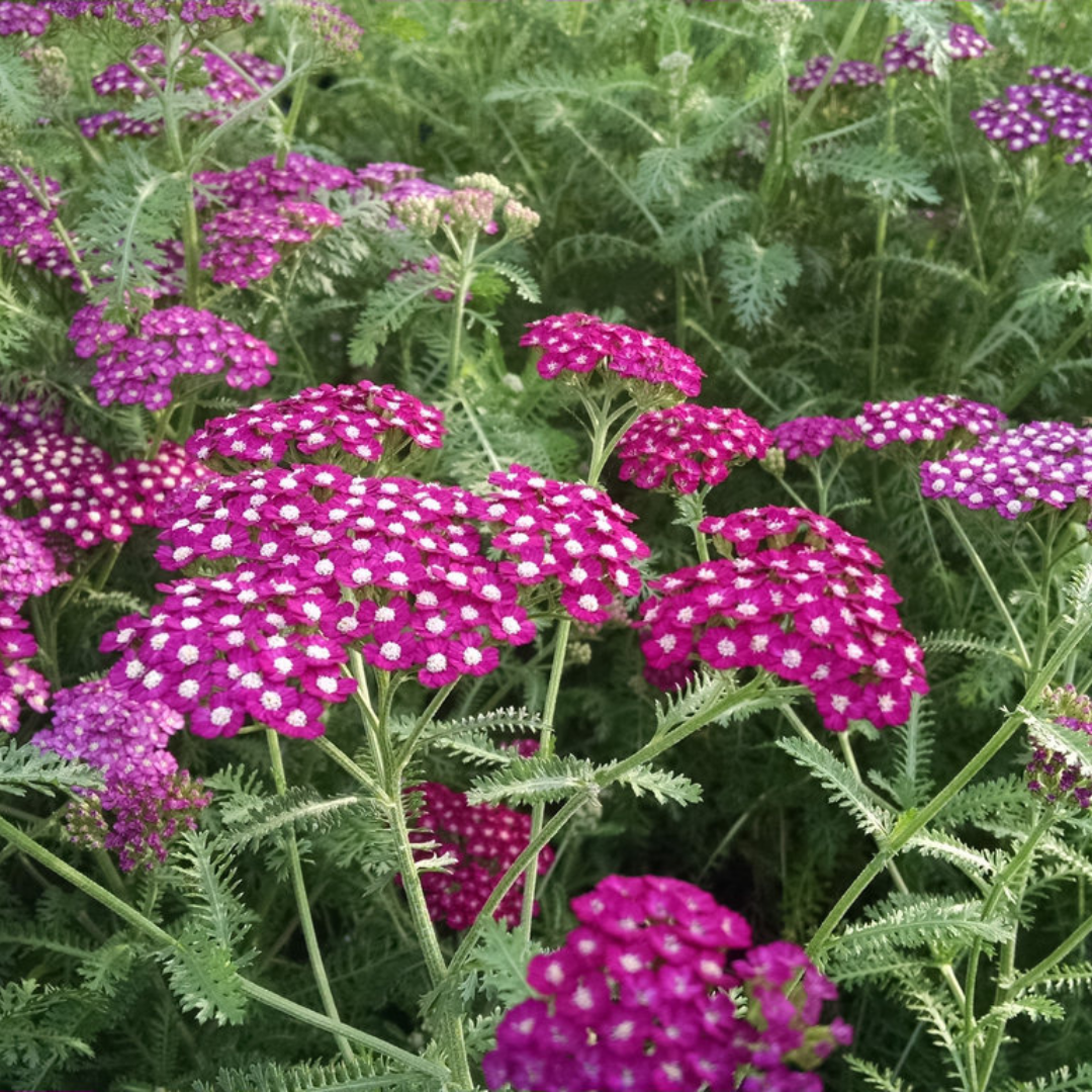 Achillea 'New Vintage Violet'