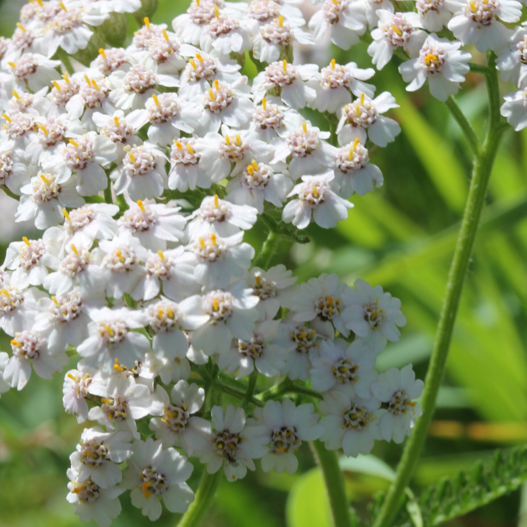 Achillea millefolium