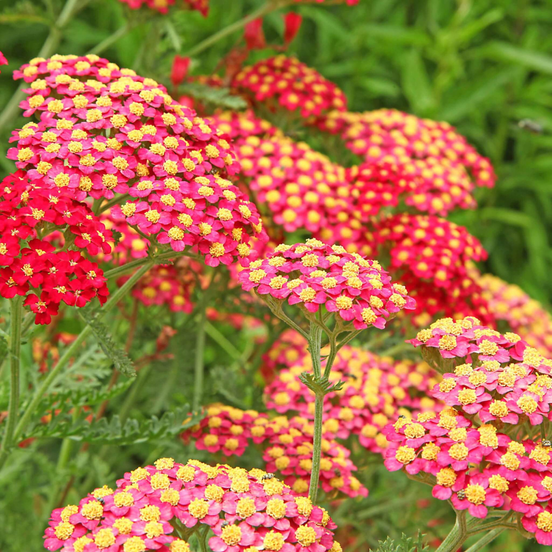 Achillea millefolium 'Paprika'