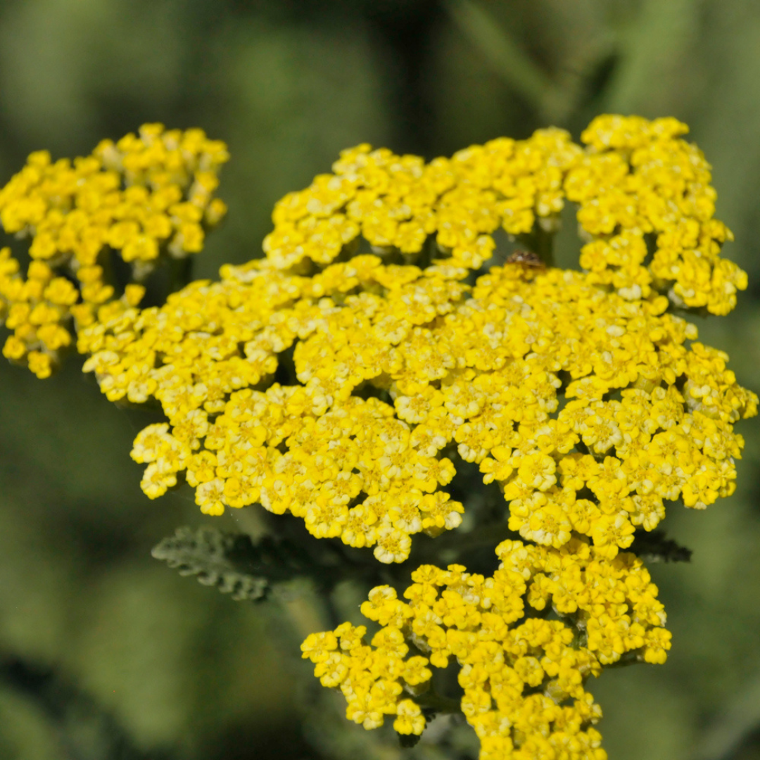 Achillea millefolium 'Sassy Summer Lemon'