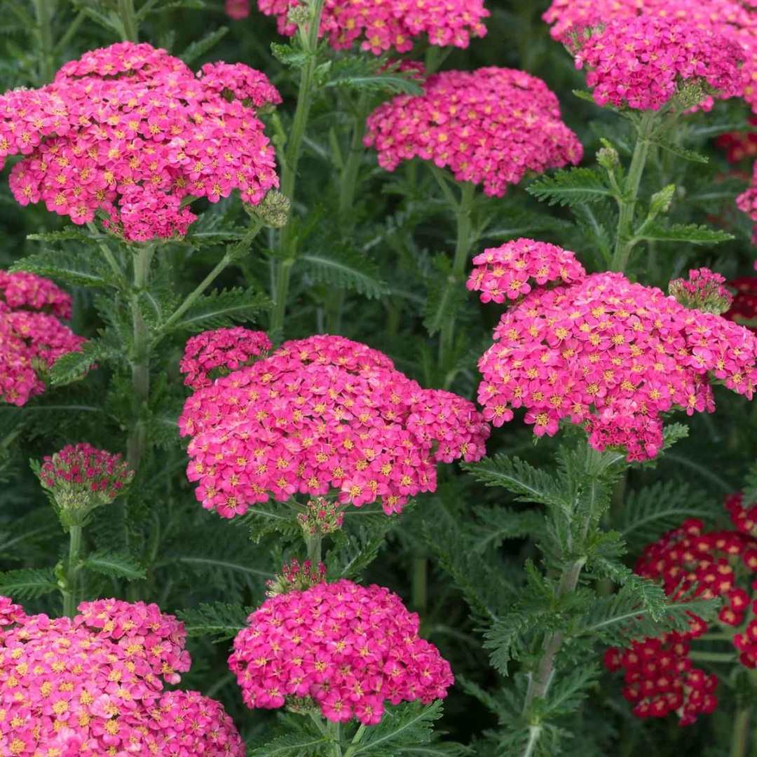 Achillea millefolium 'Sassy Summer Taffy'