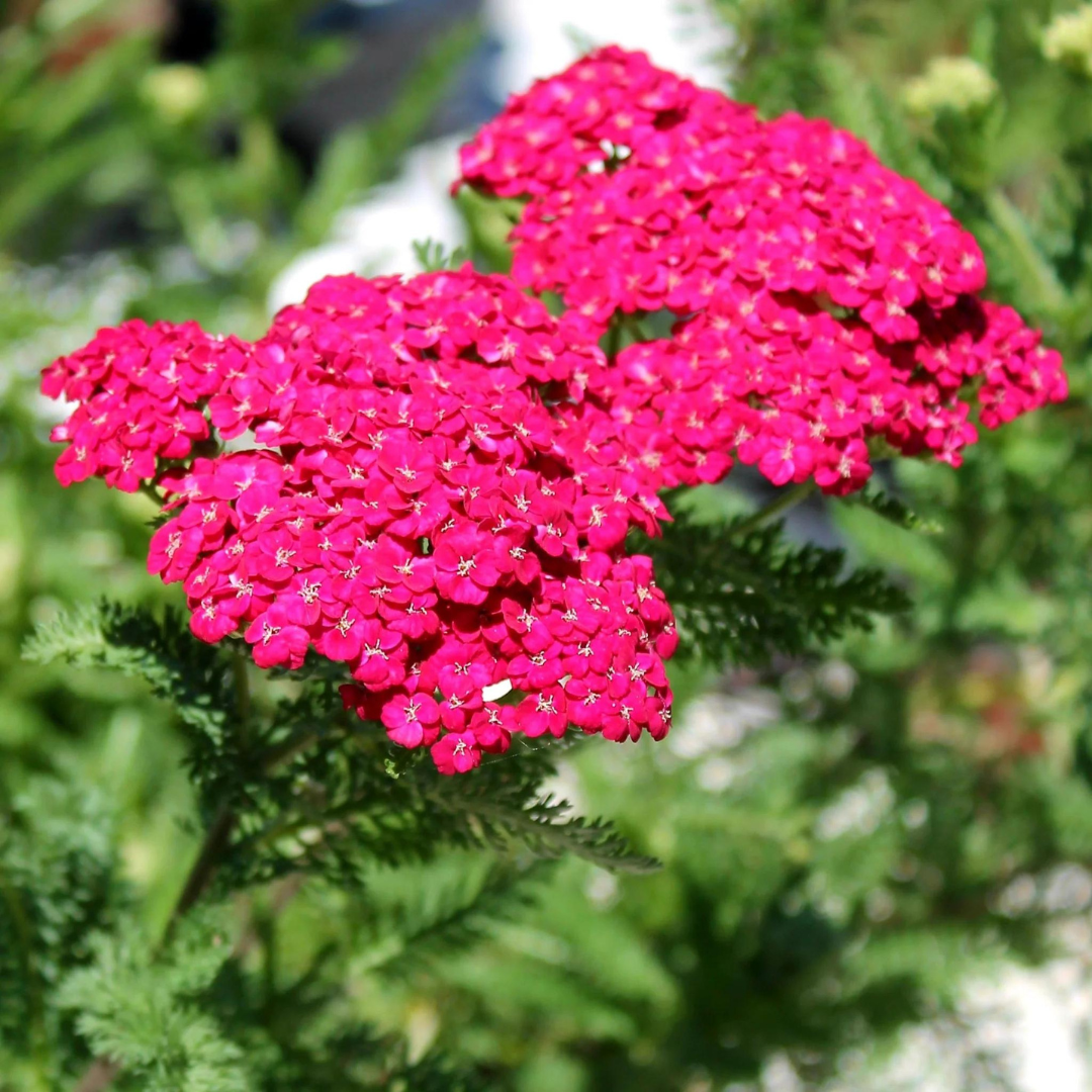 Achillea millefolium 'Saucy Seduction'