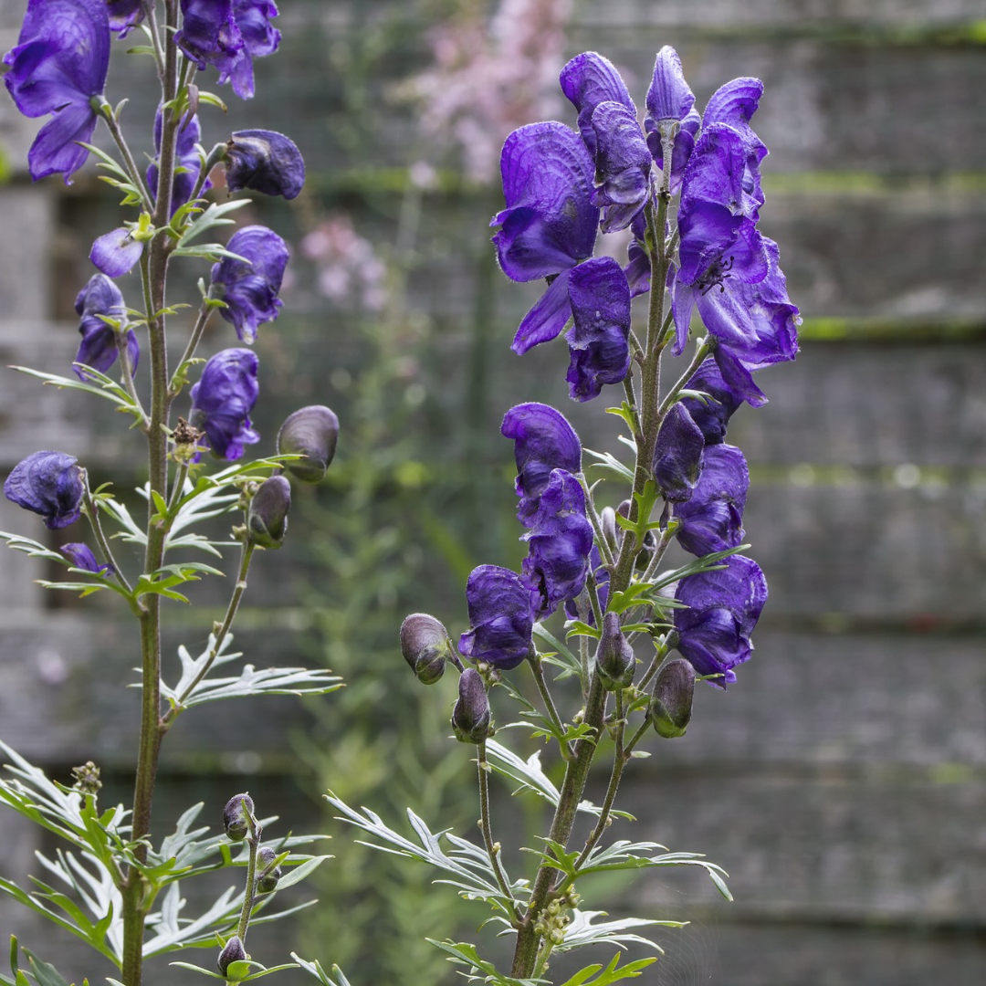 Aconitum cammarum 'Henry Spark's'