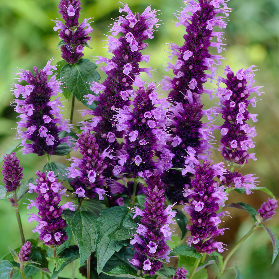 Agastache 'Black Adder'