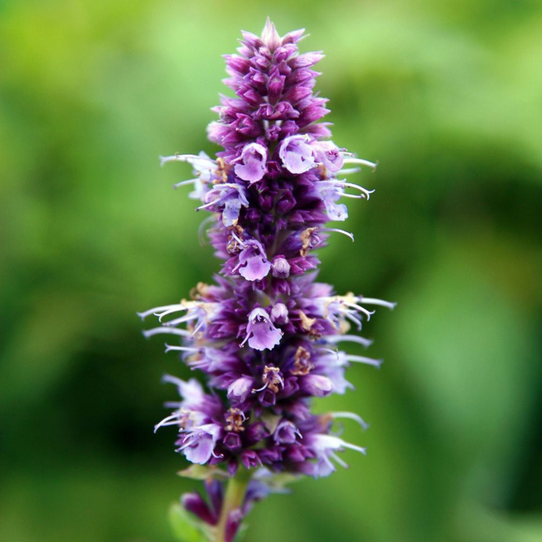 Agastache foeniculum