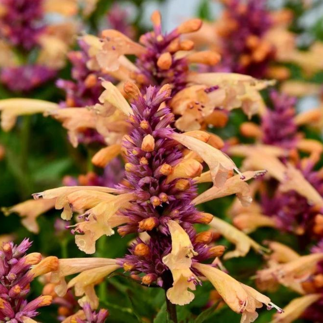 Agastache hybrid 'Peachie Keen'