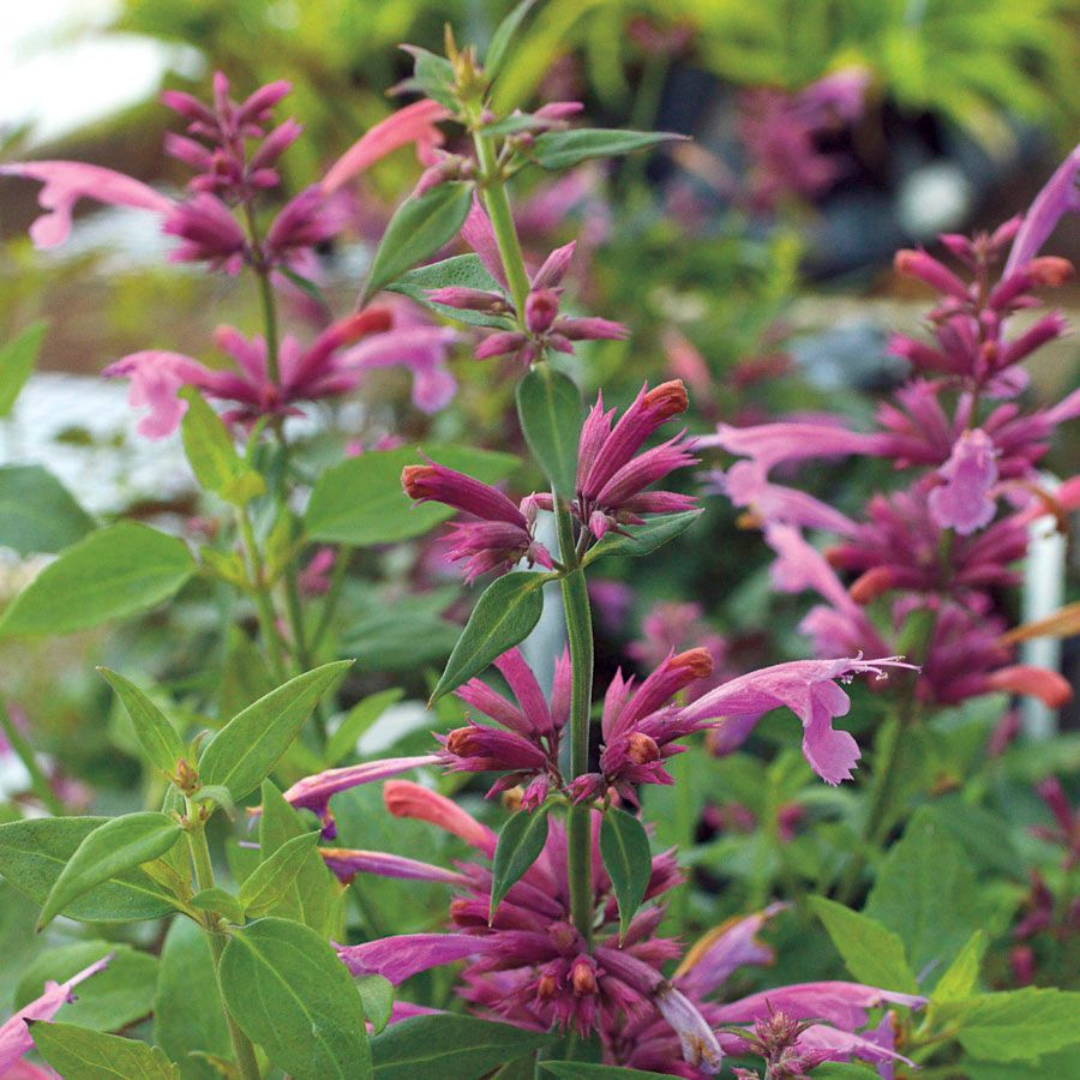 Agastache hybrid 'Rosie Posie'