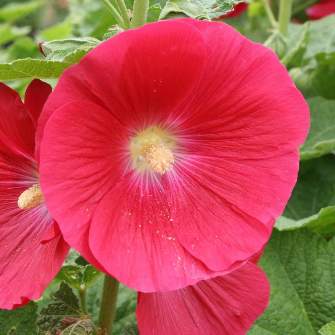 Alcea rosea 'Mars Magic'