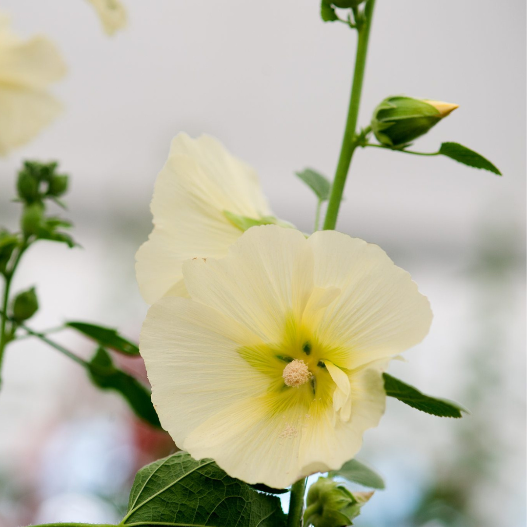 Alcea rosea 'Sunshine'
