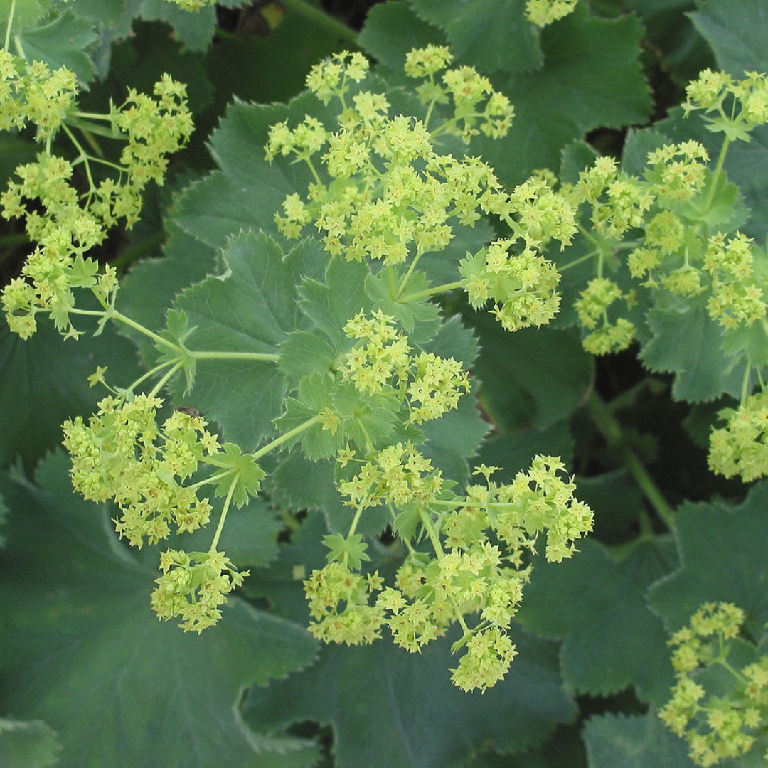 Alchemilla mollis