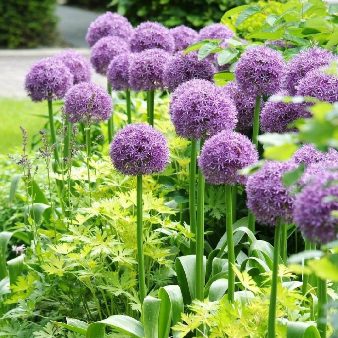 Allium 'Giganteum'