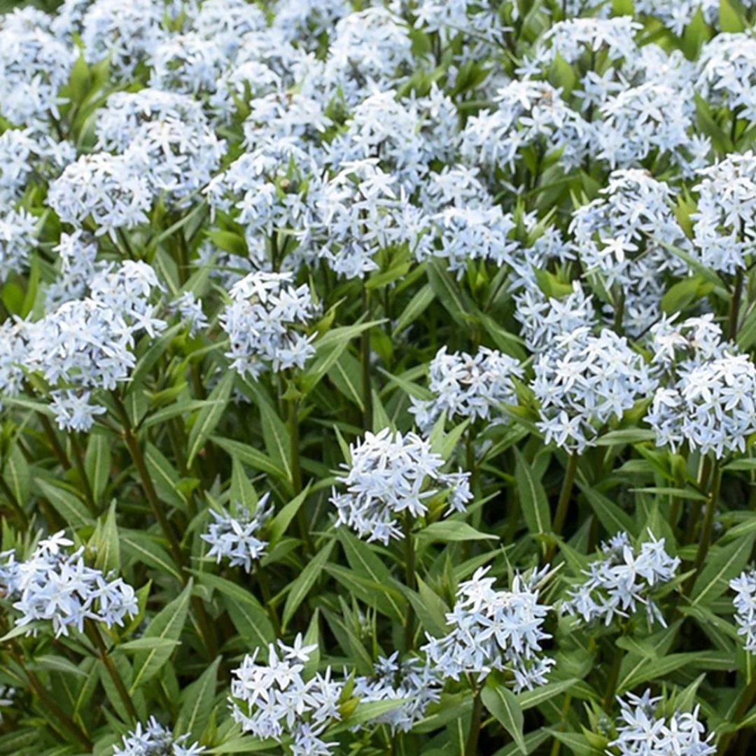 Amsonia 'Starstruck'