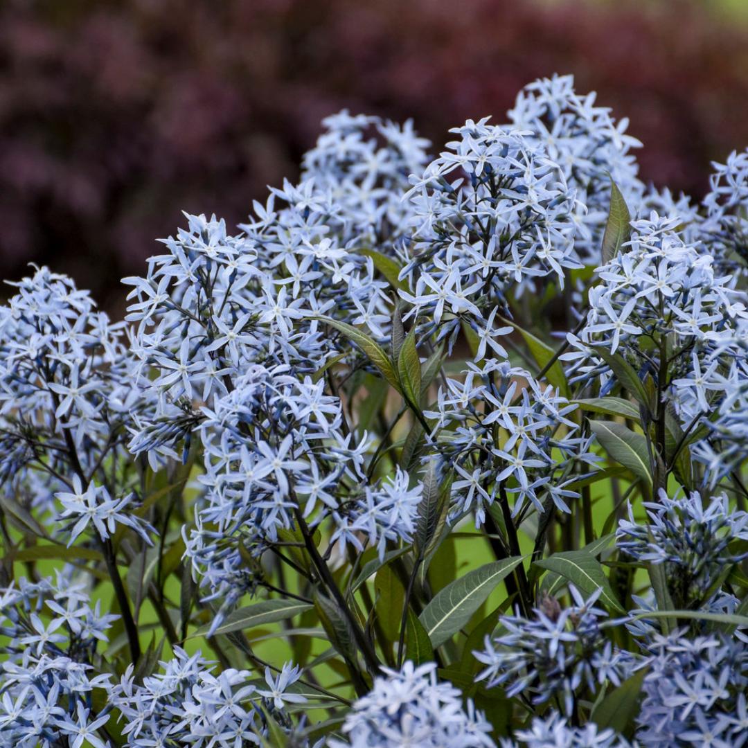 Amsonia 'Storm Cloud'