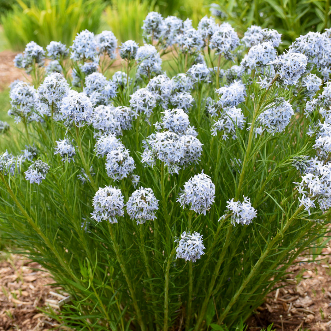 Amsonia 'String Theory'