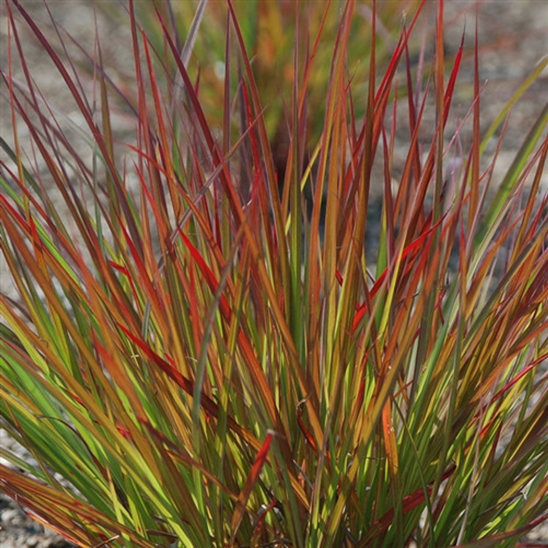 Andropogon 'Dancing Wind'