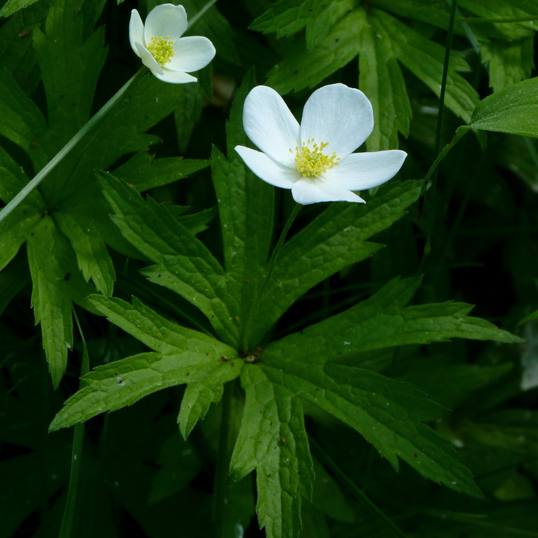 Anemone canadensis