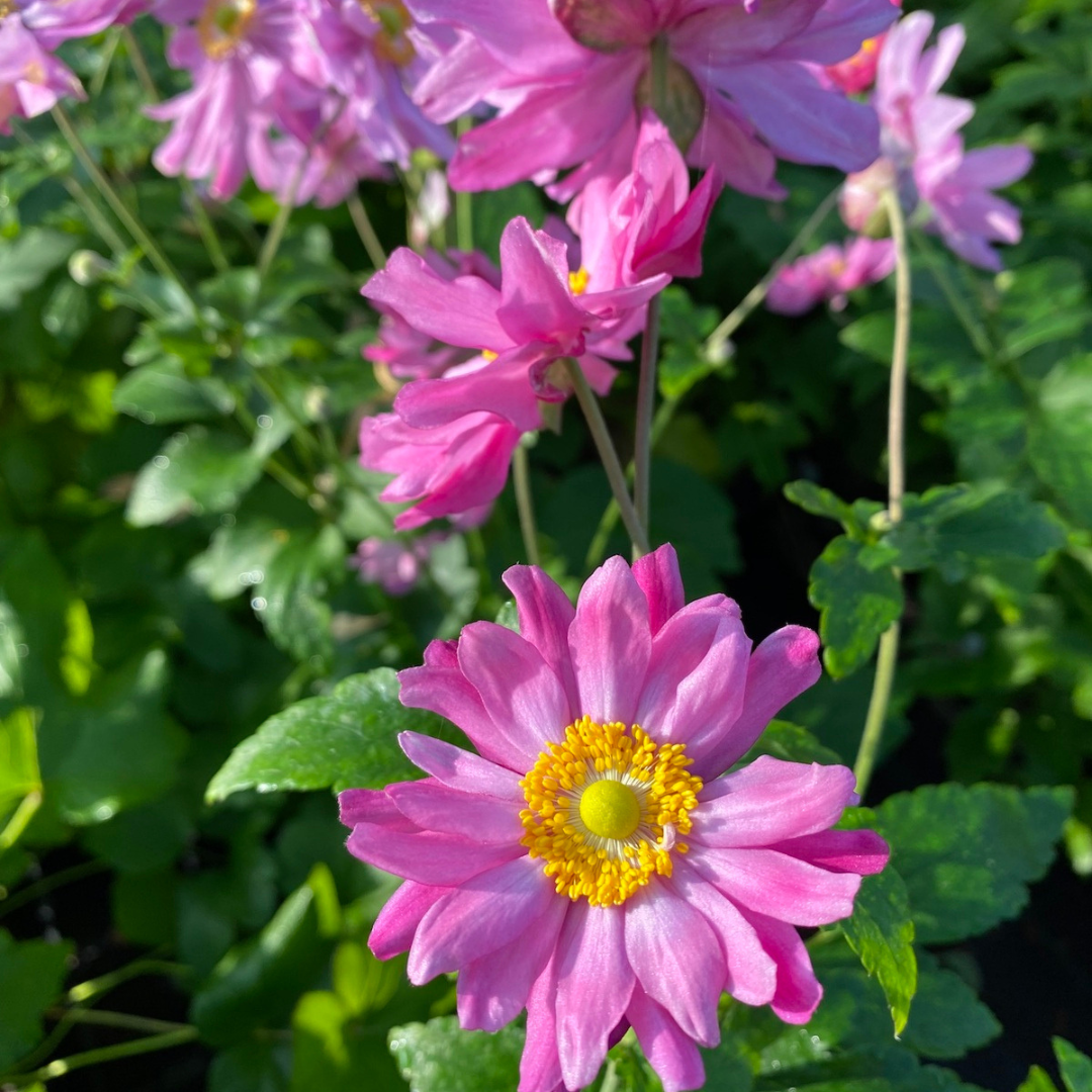 Anemone hupehensis 'Pamina'
