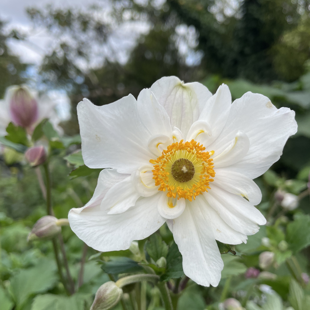 Anemone hybrid 'Dainty Swan'