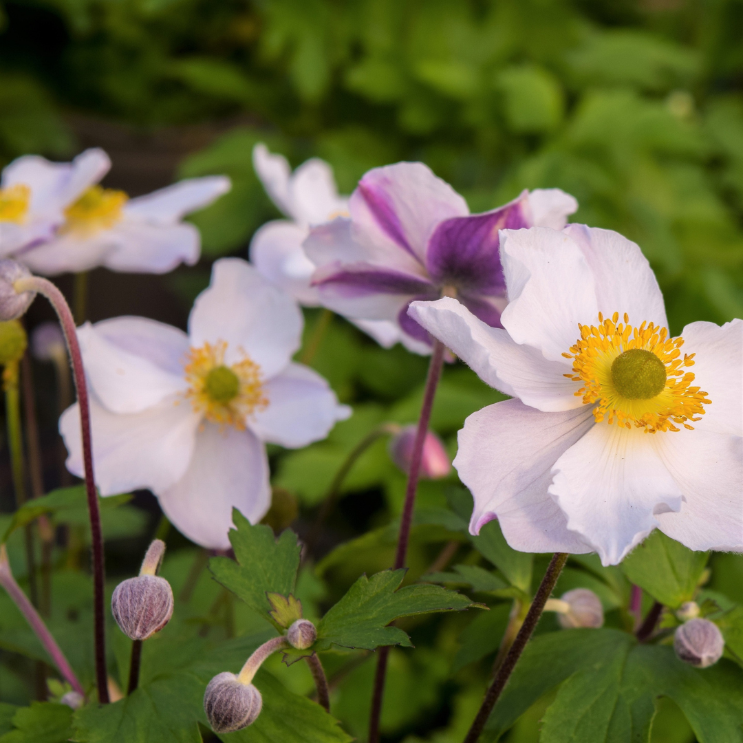 Anemone hybrid 'Elfin Swan'