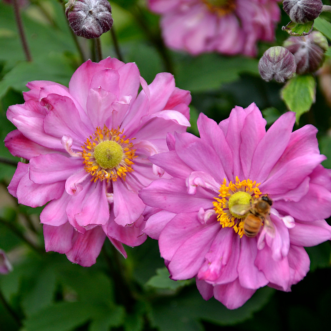 Anemone hybrid 'Fall in Love Sweetly'