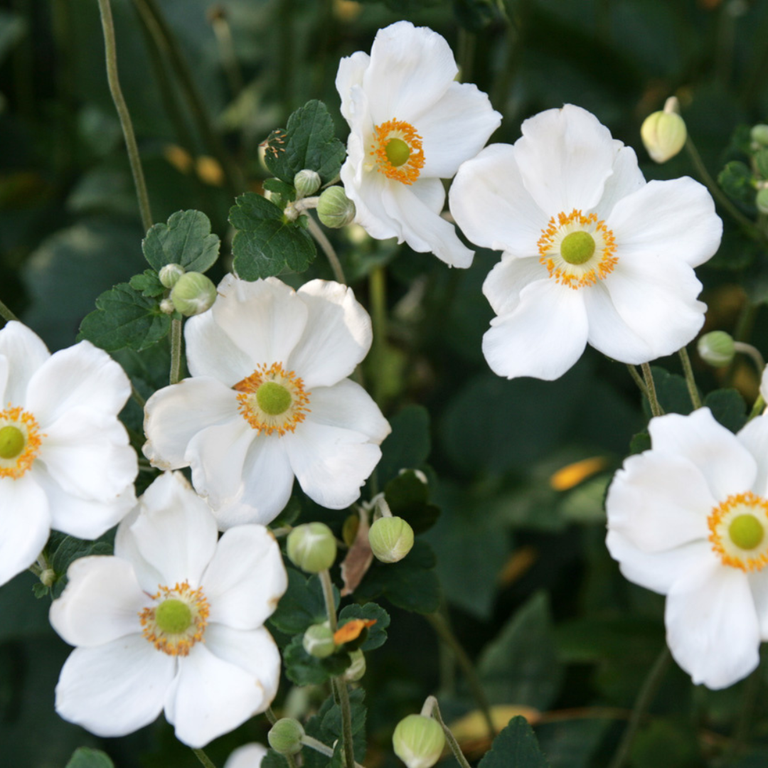 Anemone hybrid 'Honorine Jobert'