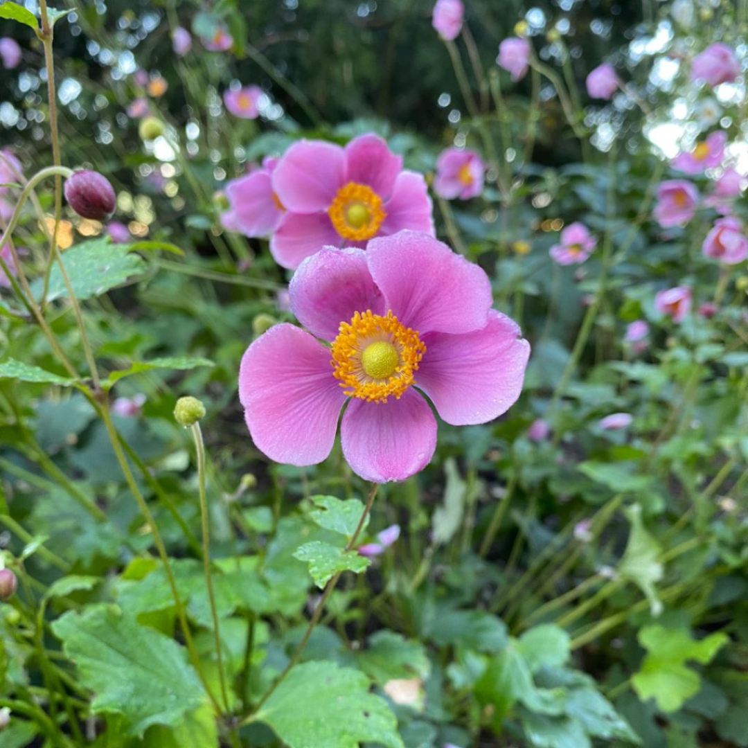 Anemone hybrid 'September Charm'