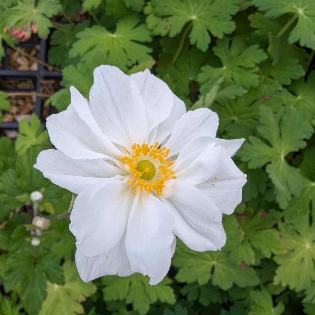 Anemone hybrid 'Whirlwind'
