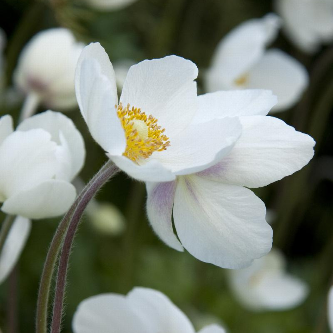 Anemone sylvestris