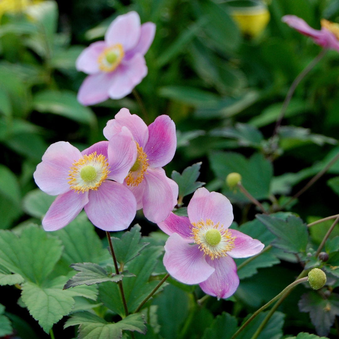 Anemone tomentosa 'Robustissima'