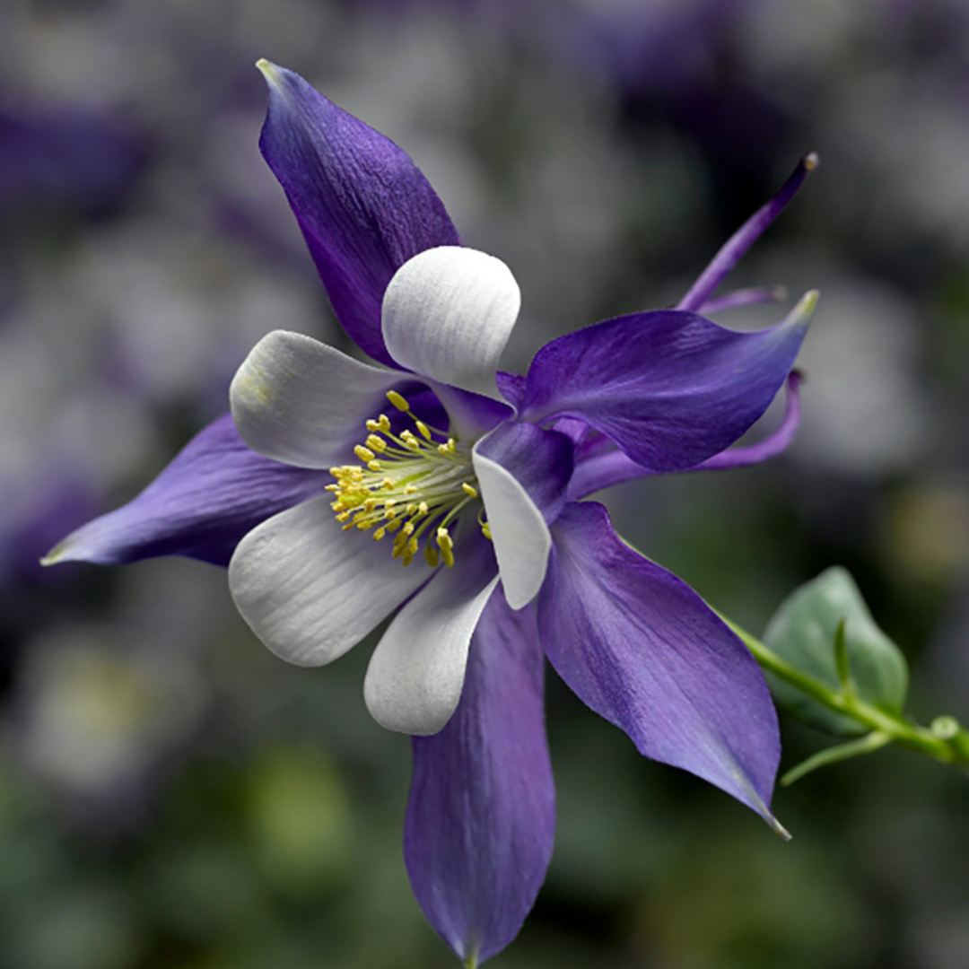 Aquilegia hybrid 'Earlybird Blue White'