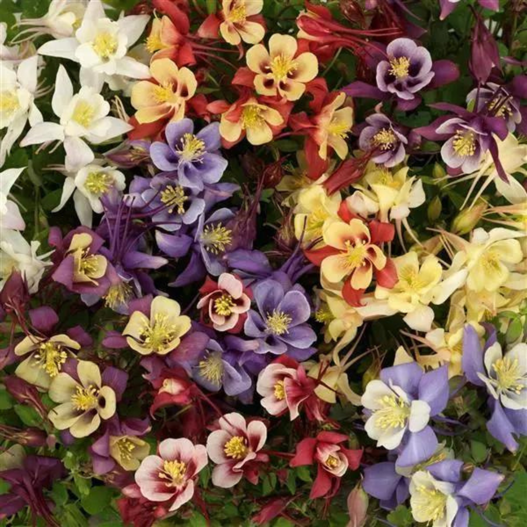 Aquilegia hybrid 'Earlybird Mix'