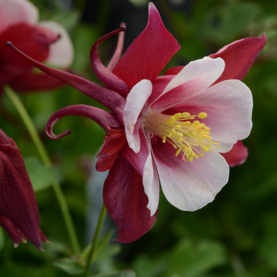 Aquilegia hybrid 'Earlybird Red White'