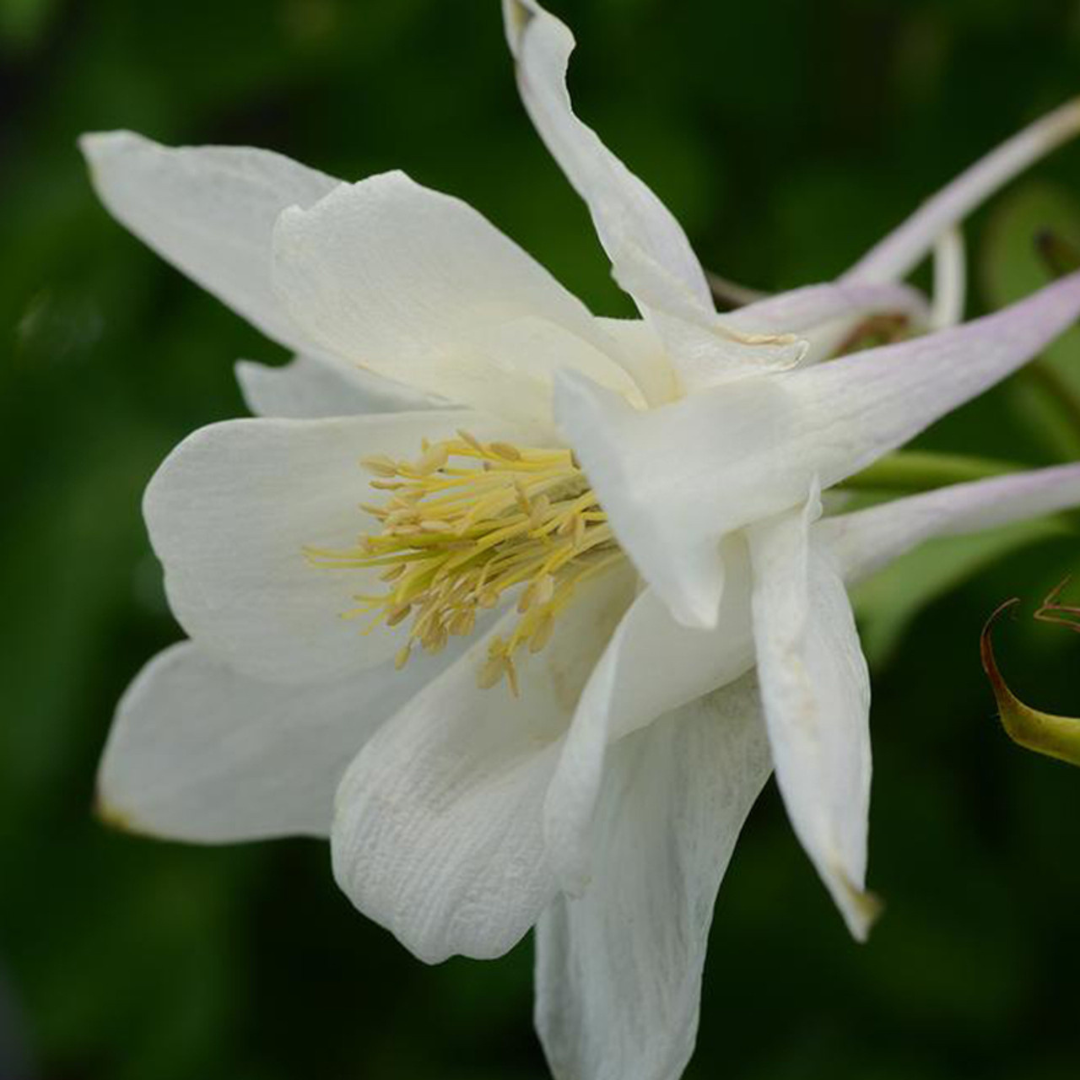 Aquilegia hybrid 'Earlybird White'