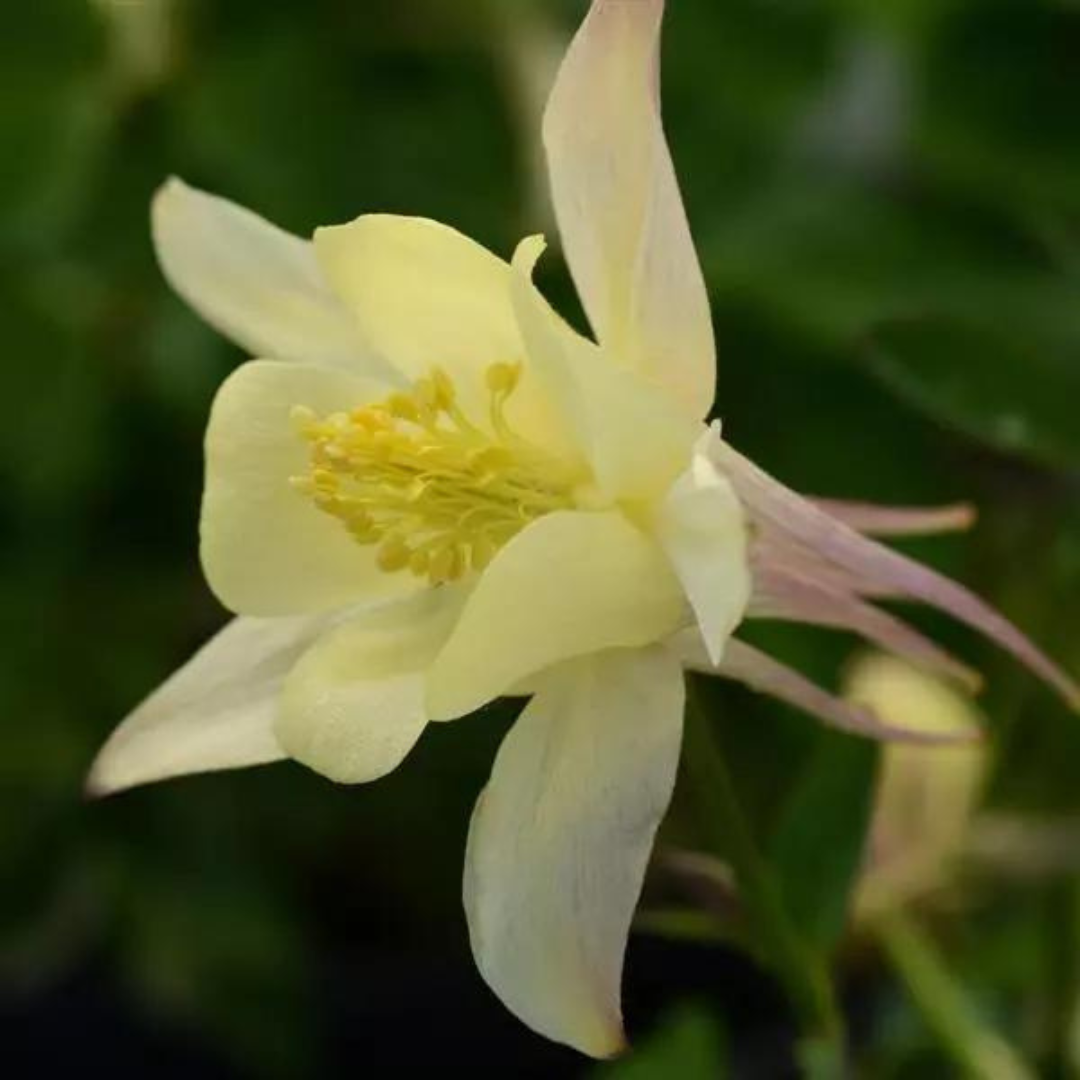 Aquilegia hybrid 'Earlybird Yellow'
