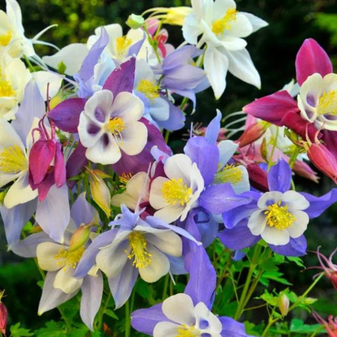 Aquilegia hybrid 'Songbird Mix'