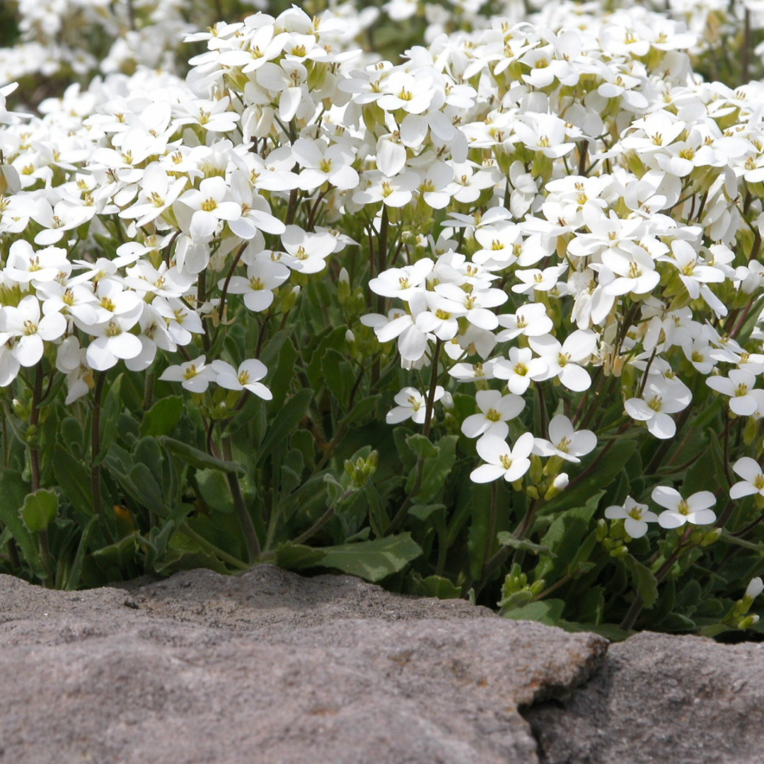 Arabis alpina 'Snow Cap'