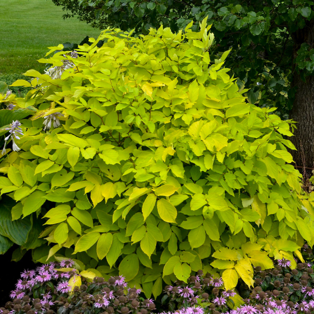 Aralia 'Sun King'