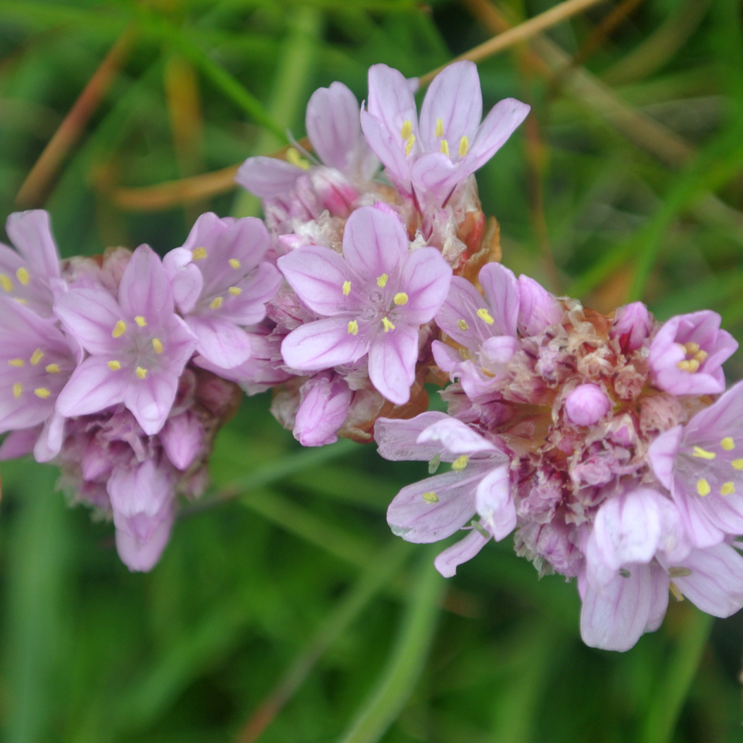 Armeria maritima