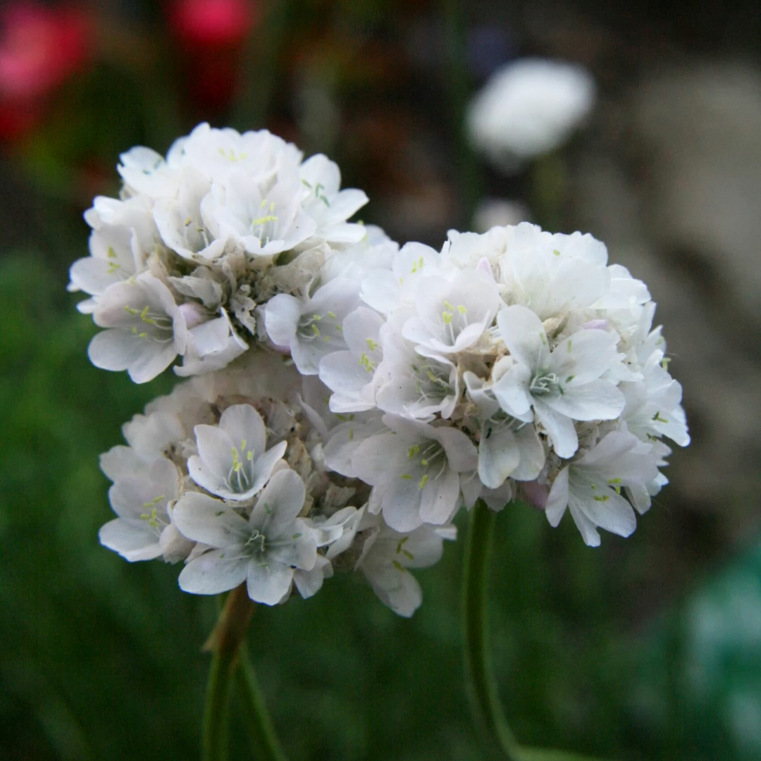 Armeria maritima 'Alba'