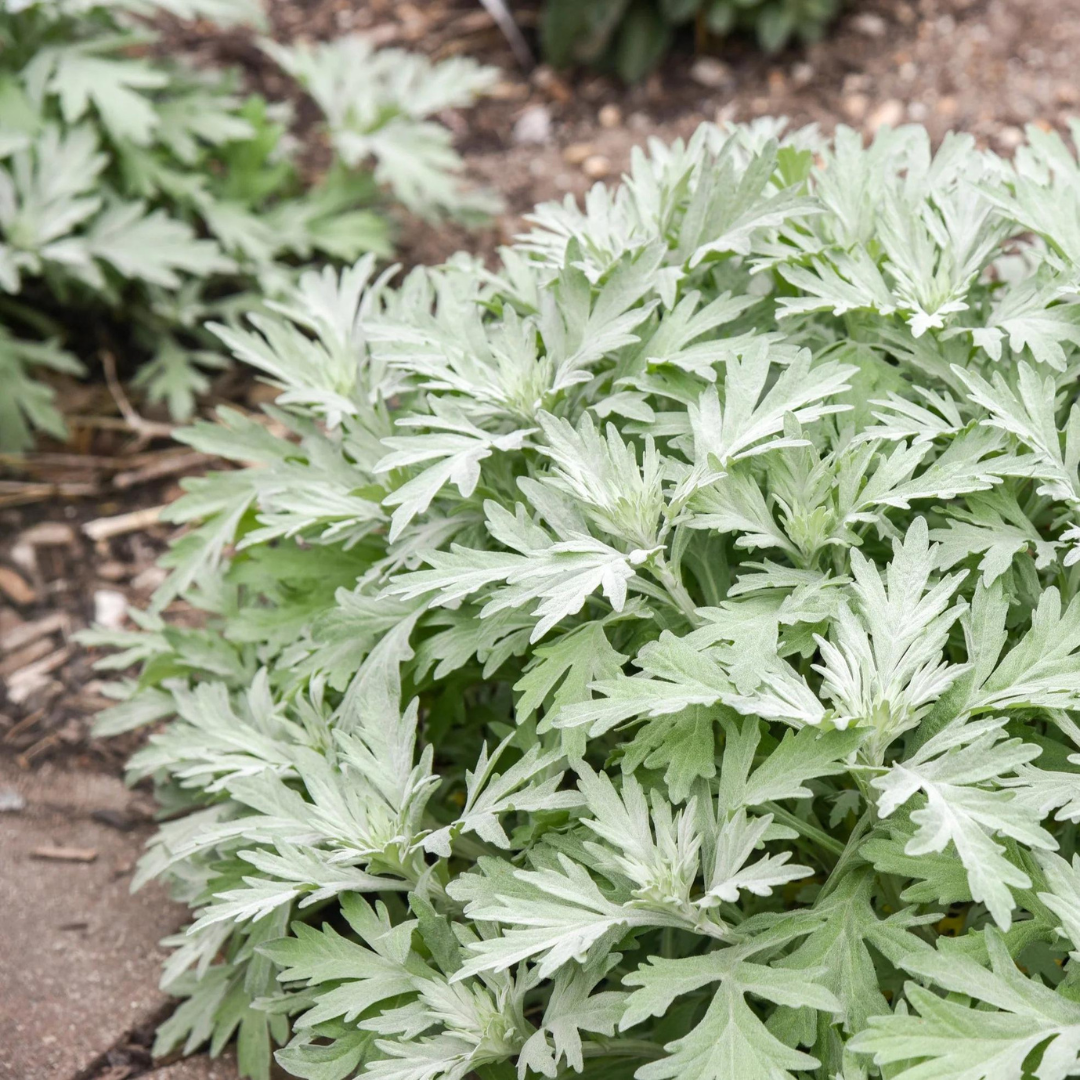 Artemisia 'Silver Lining'