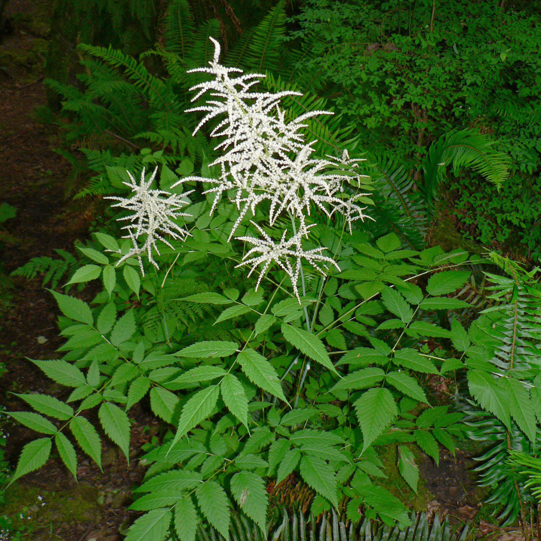 Aruncus aethusifolius