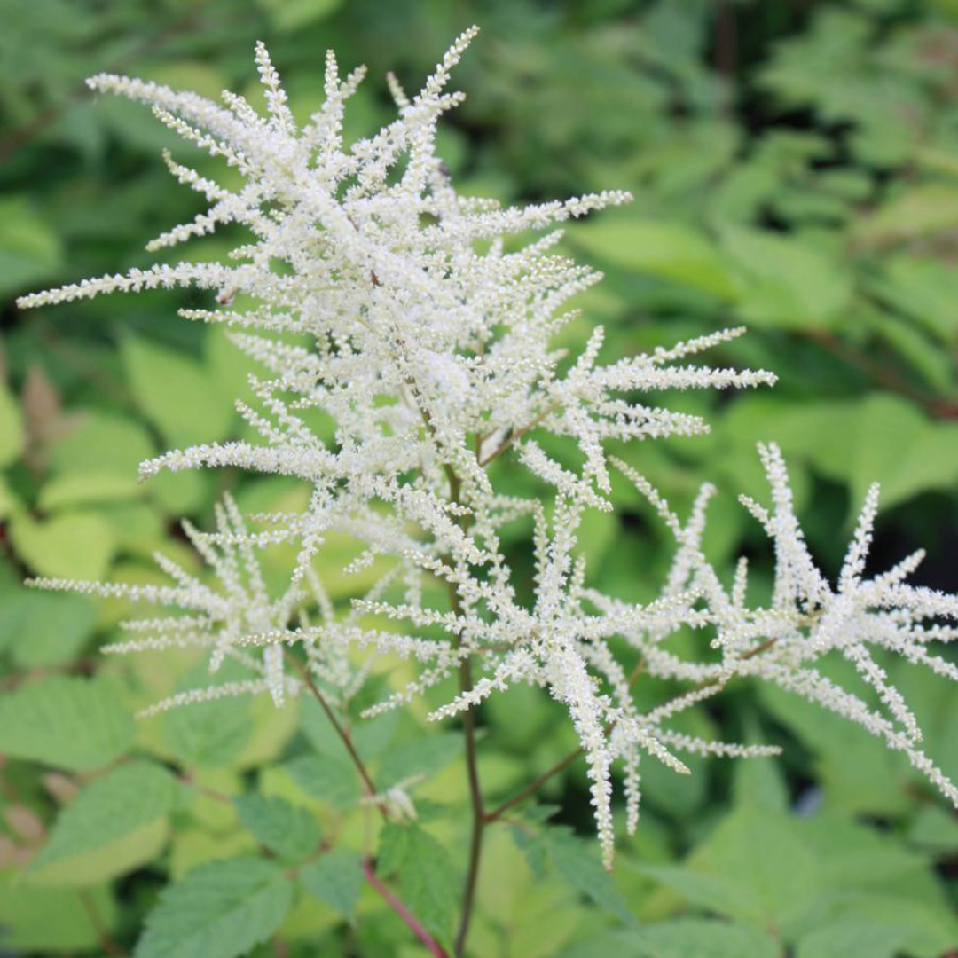 Aruncus dioicus