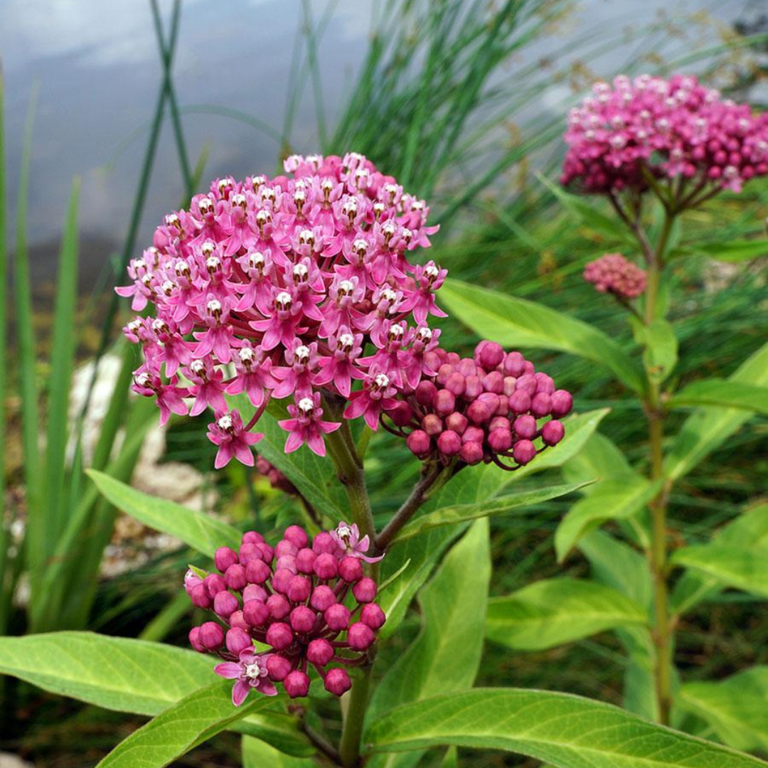 Asclepias incarnata