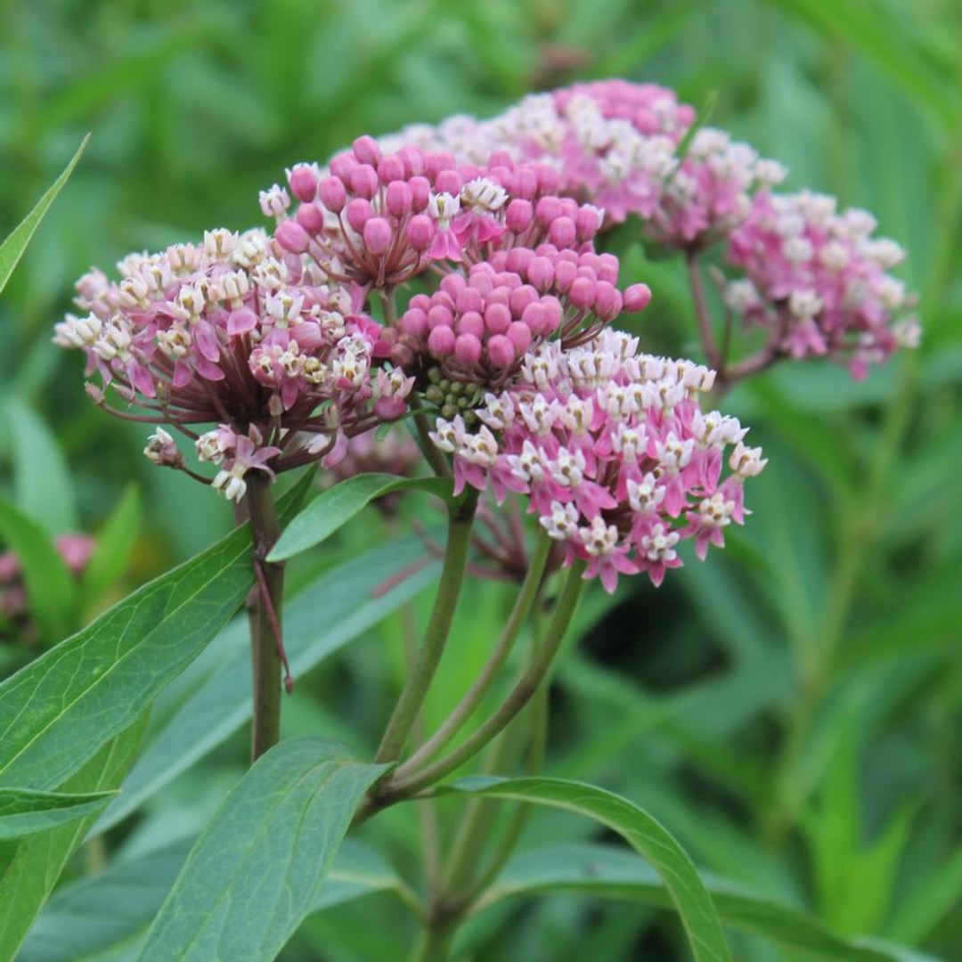Asclepias incarnata 'Cinderella'