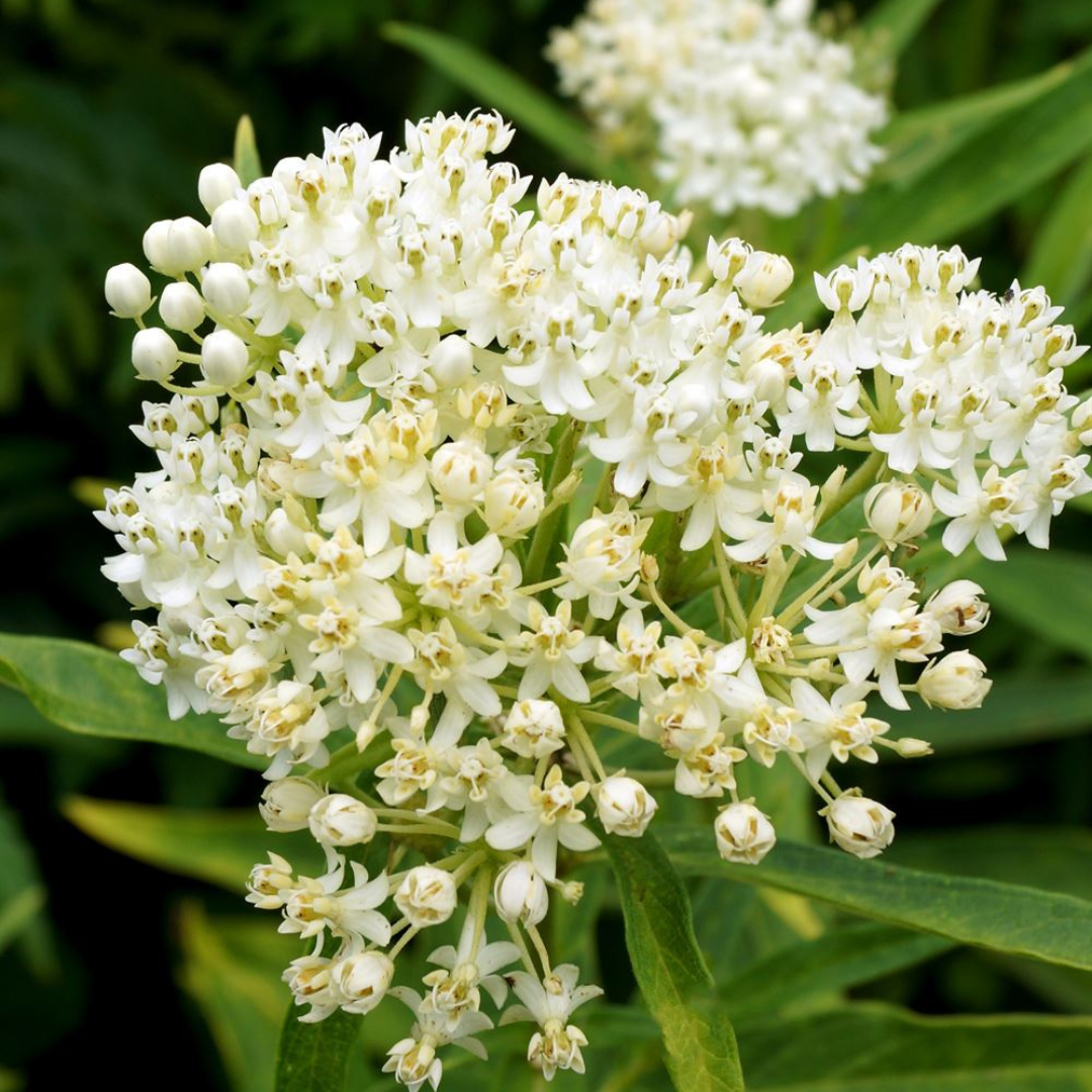 Asclepias incarnata 'Ice Ballet'