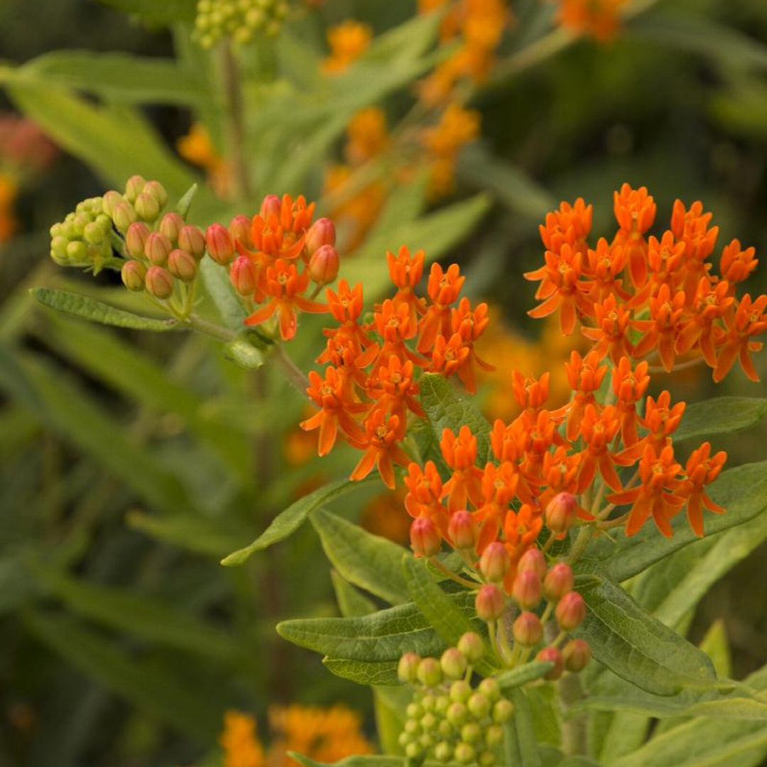 Asclepias tuberosa 'Gay Butterflies'